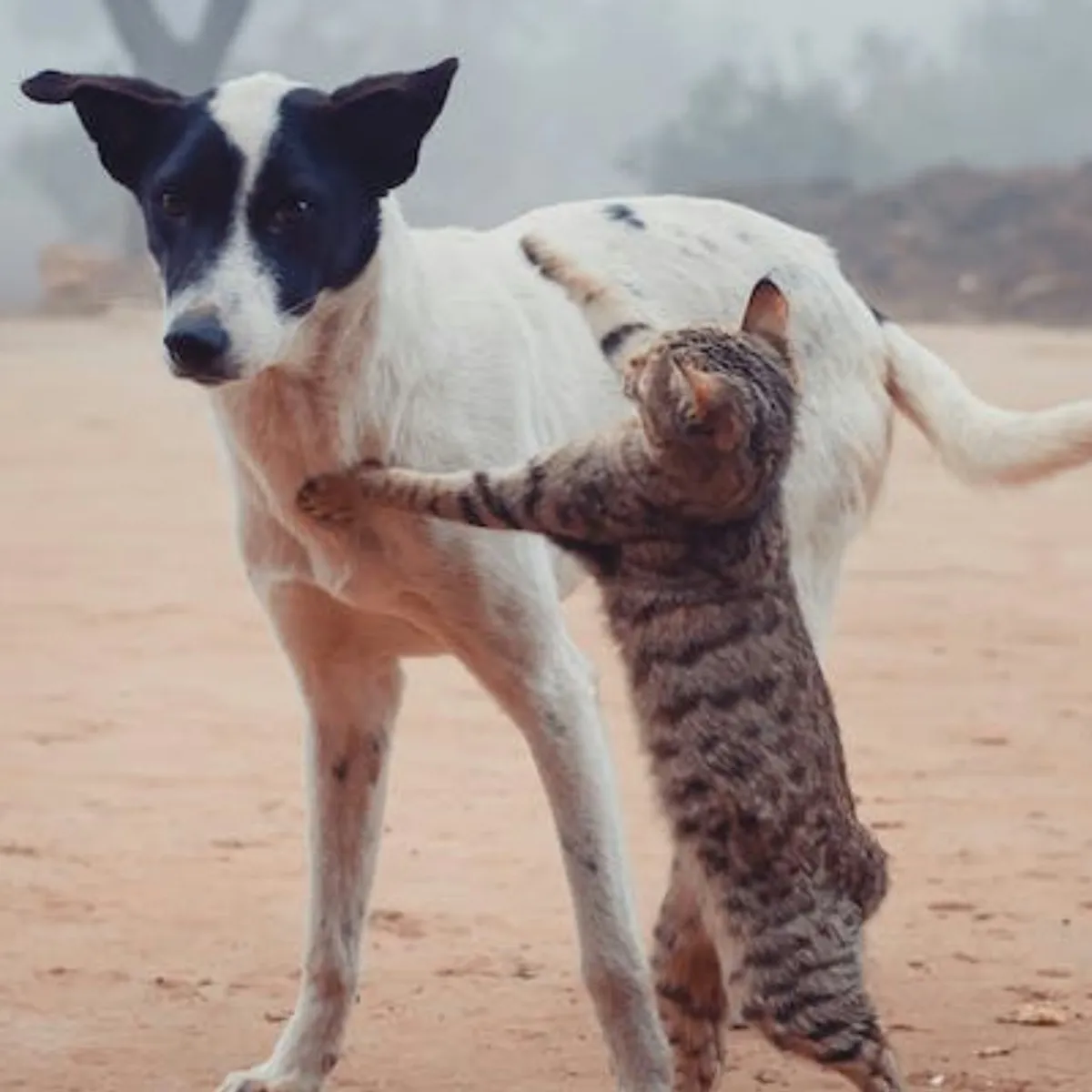 When Cats Turn the Tables: Managing Feline Aggression Toward Dogs