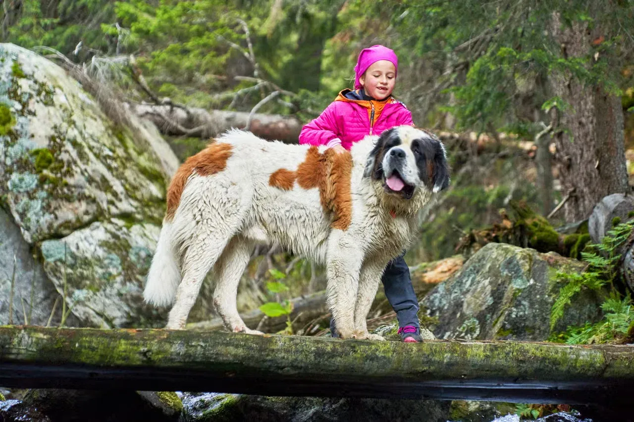 A St. Bernard and a child standing on a log bridge.