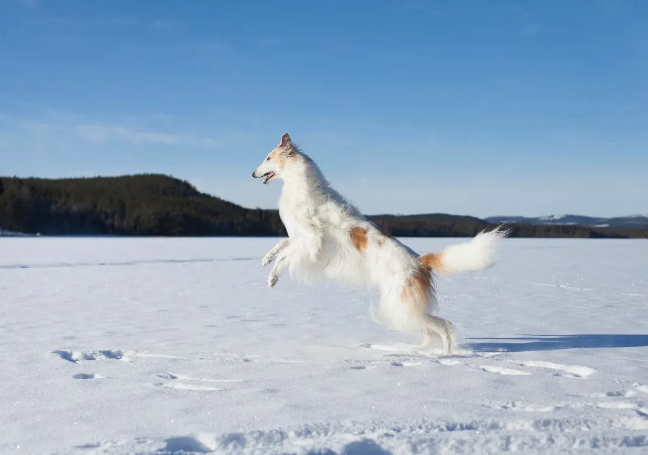 A Borzoi playing in the snow.