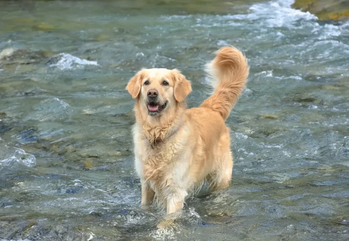 Living its best life by the ocean, where this breed’s energy really shines.