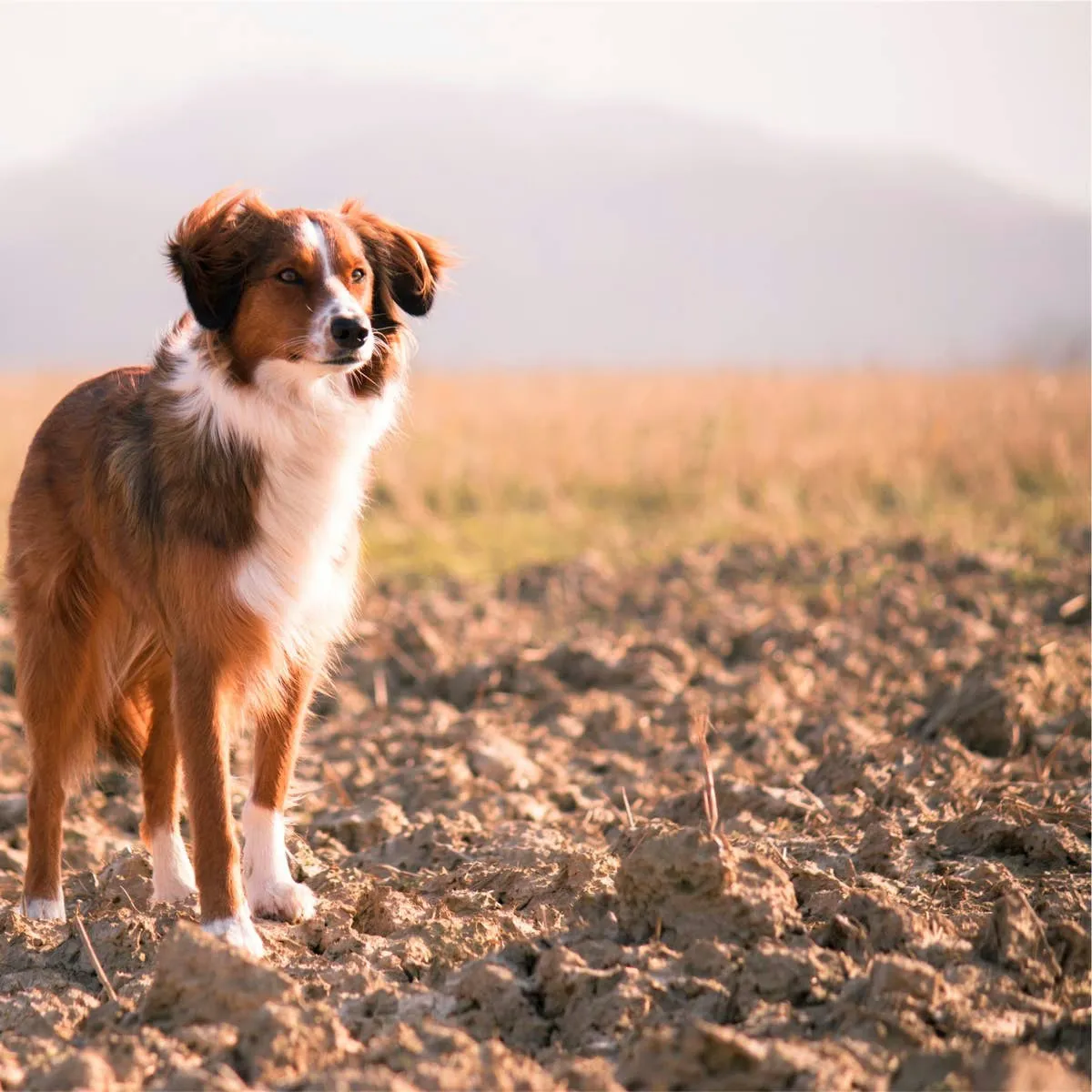 Recognizing and Treating Strokes in Dogs: A Comprehensive Overview