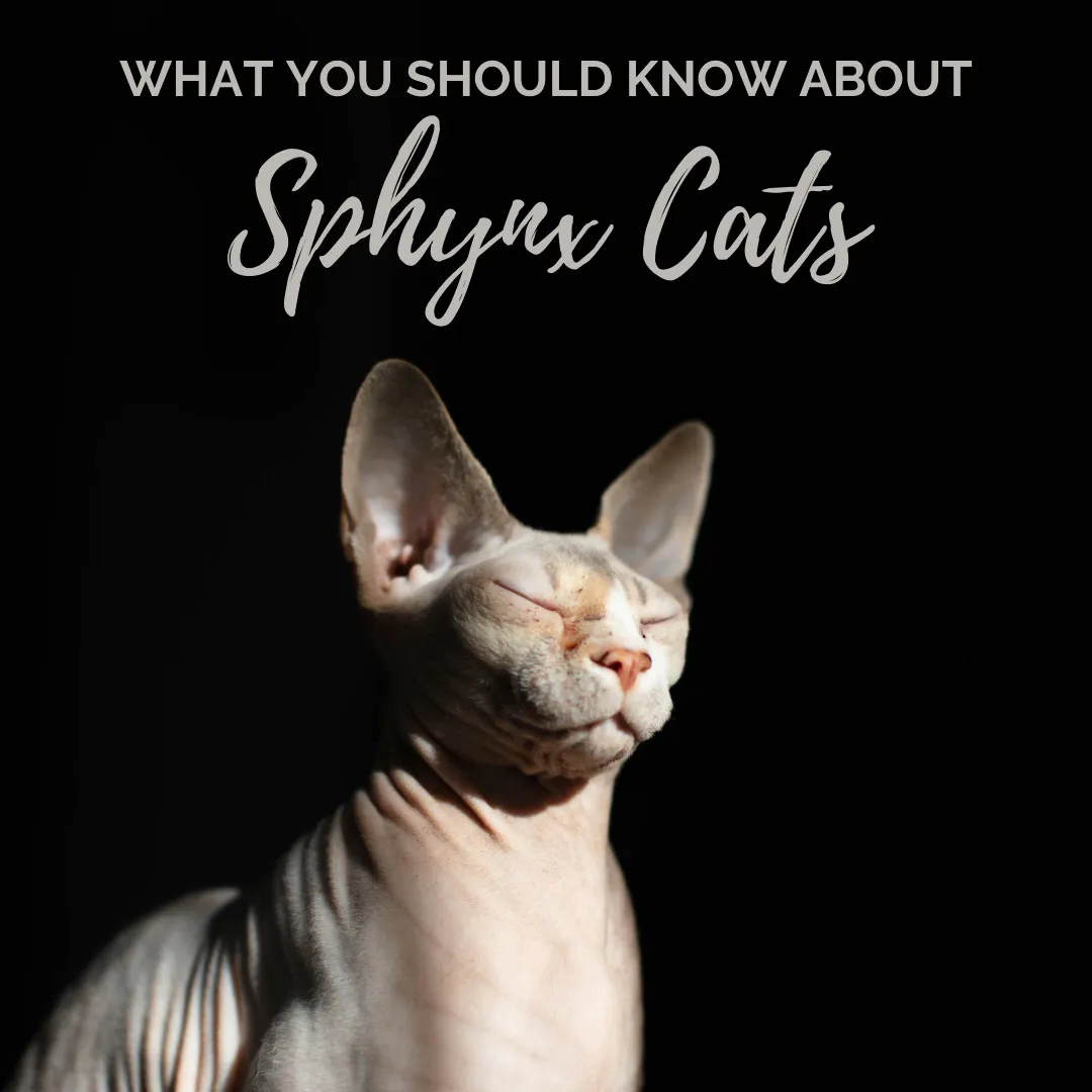 Thinking About Getting a Sphynx Cat? Here's What You Need to Know