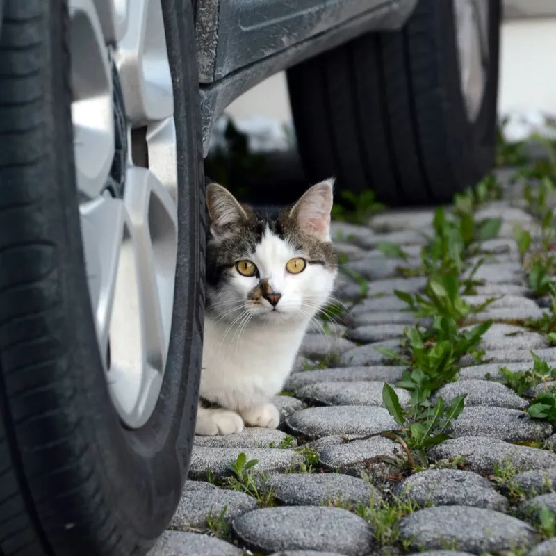 Feline Motion Sickness: What Worked for My Cat (and What Didn't)