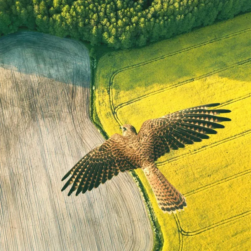 What Experts Say About Hawks Repeatedly Circling Your Home
