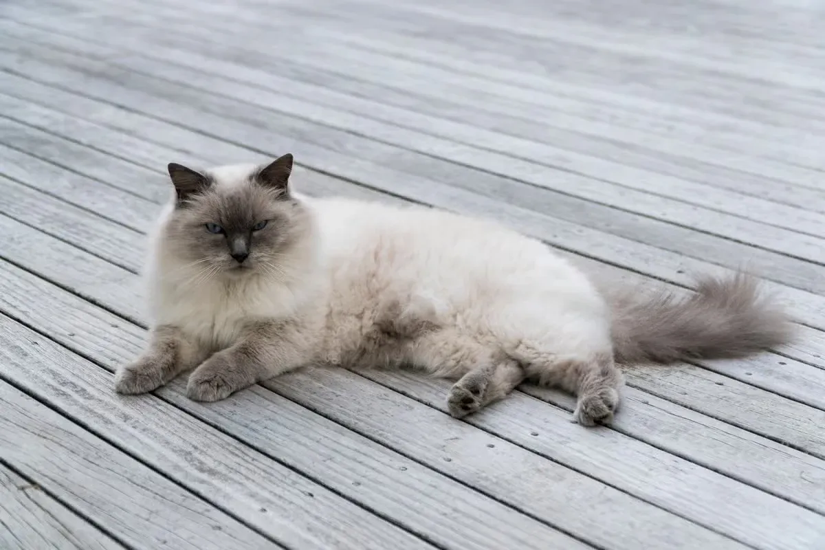 These cuddly cats are great companions.