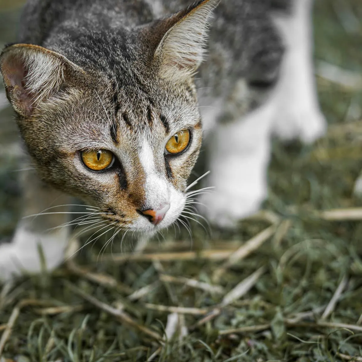 Understanding Why Cats Hunt and Conceal Themselves