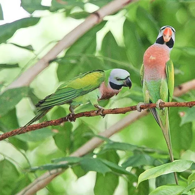 Moustache Parakeet Care: What to Expect from This Intelligent Avian Companion