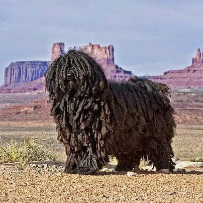 Hungarian-Inspired Names for Your Puli or Komondor