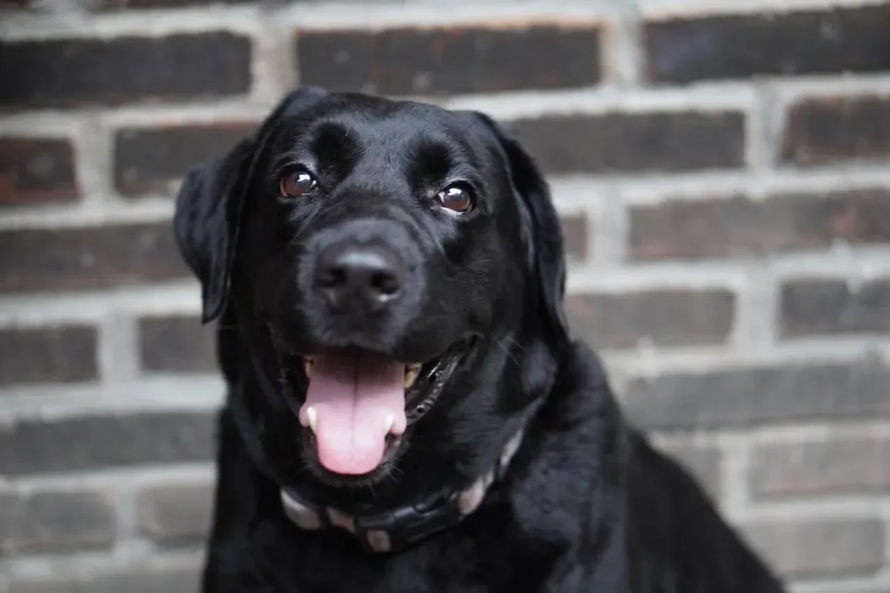 A happy Black Lab sitting in front of a wall.