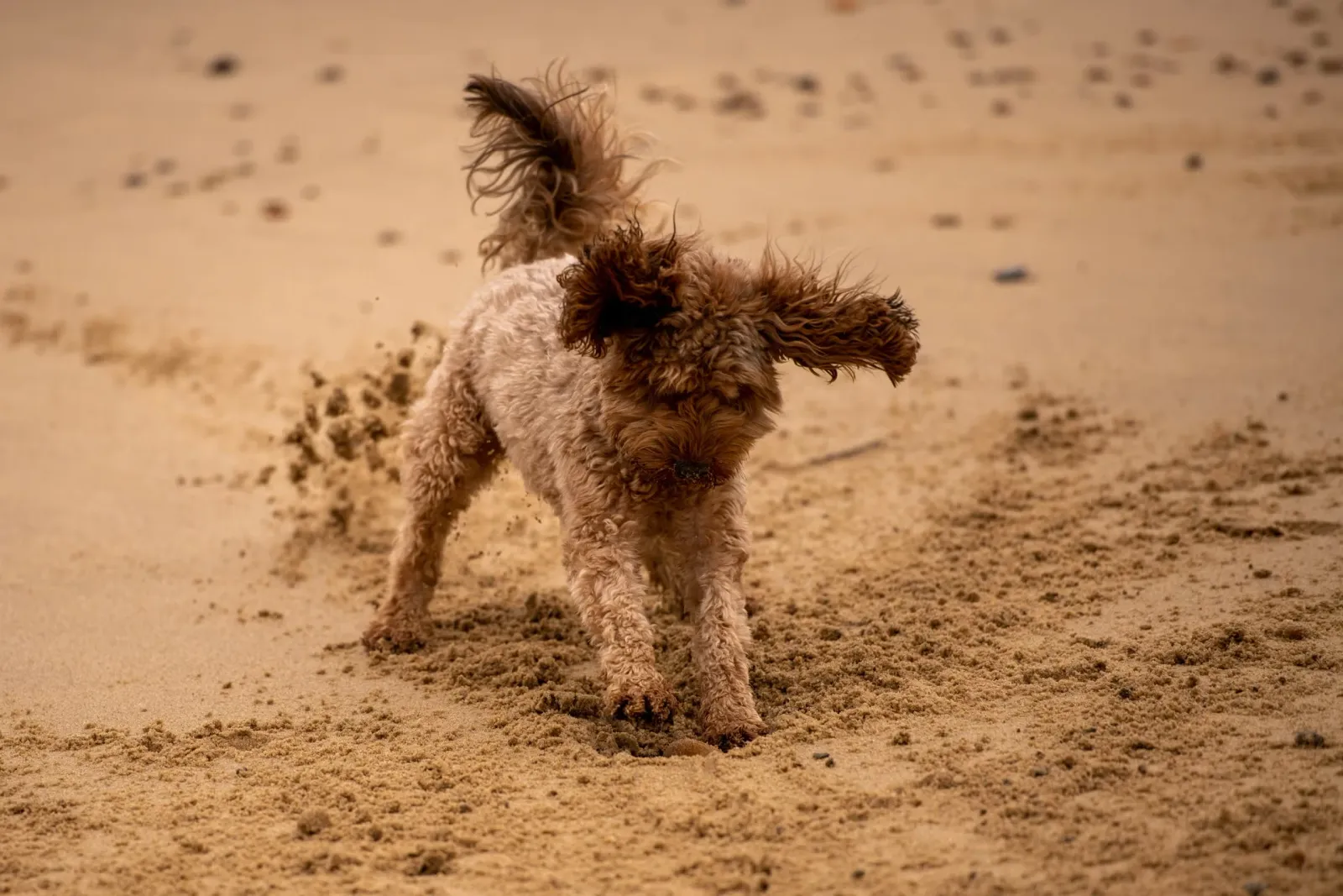 A dog playing and digging in the sand