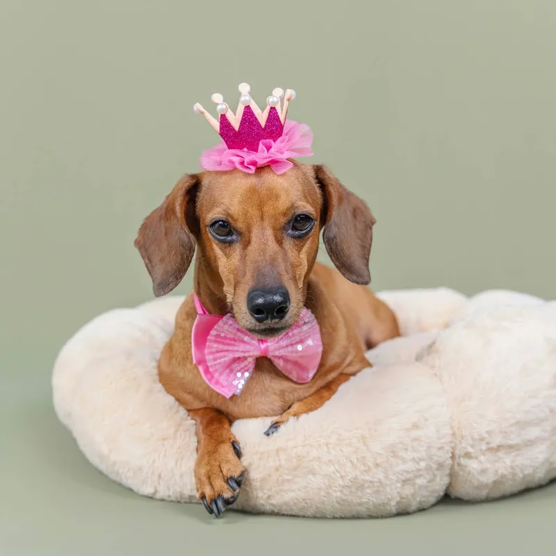 Tiny Dachshund Turns Campbell's Cans Into a Nicki Minaj Moment on TikTok