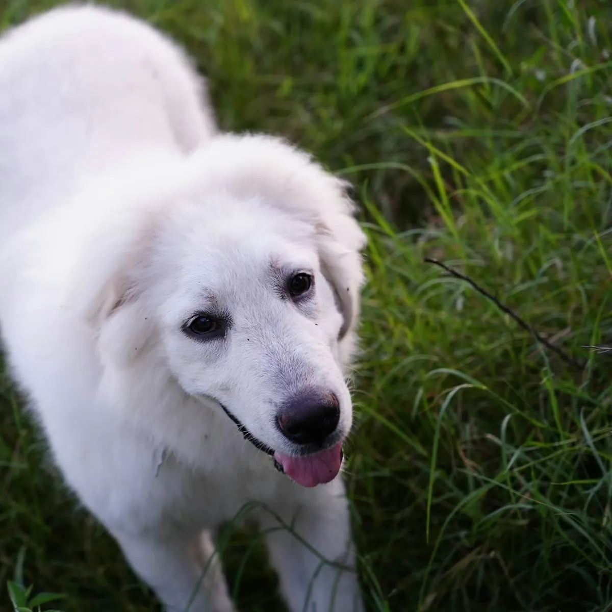 Could Hot Spots Be Behind Your Dog's Hair Loss?