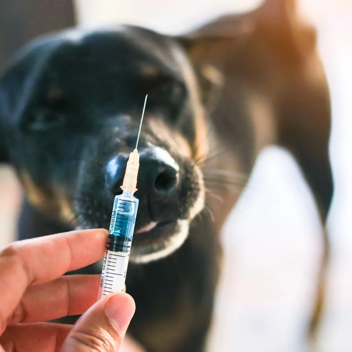 A Vet's Warning: What Pet Owners Should Know Before Accepting New Canine Drugs