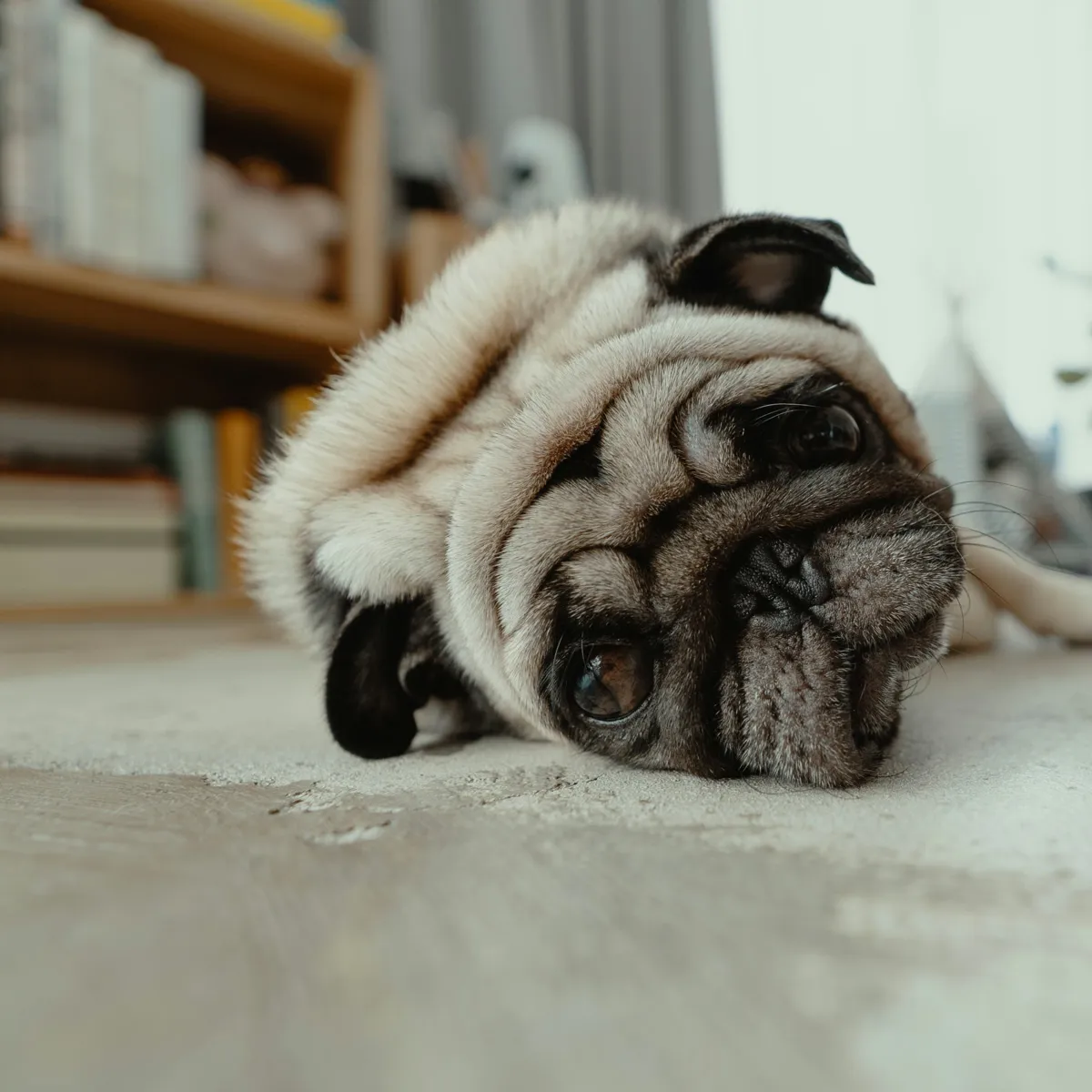 Managing Canine Constipation in Bulldogs: Home Remedies and Nine Preventive Steps
