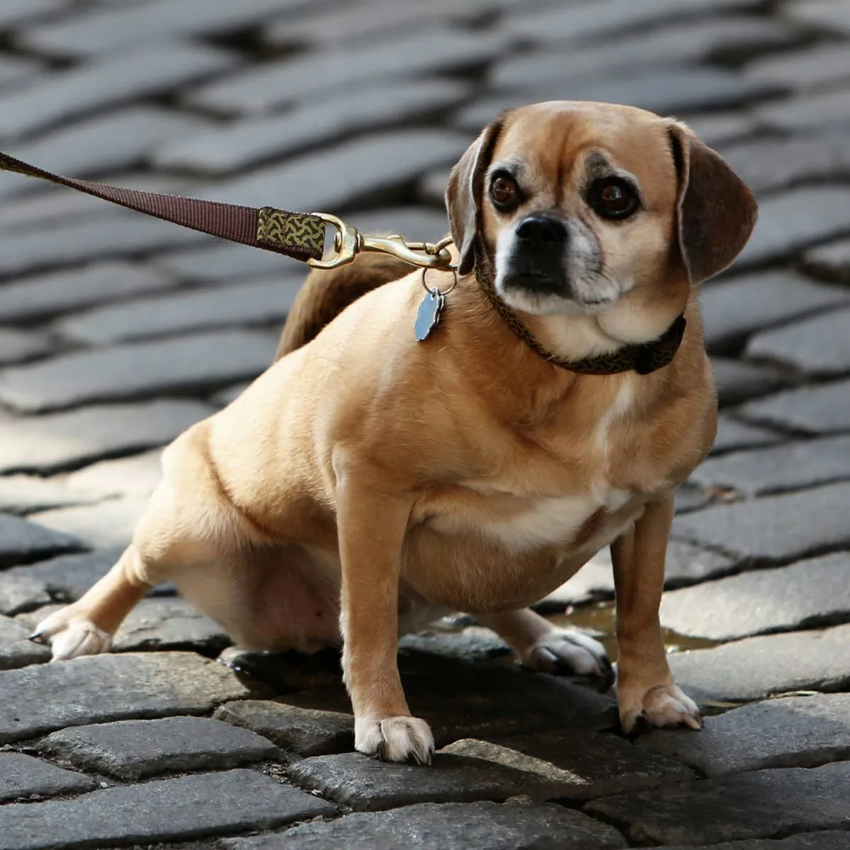 Understanding and Easing Your Dog's Fears, Phobias, and Anxiety