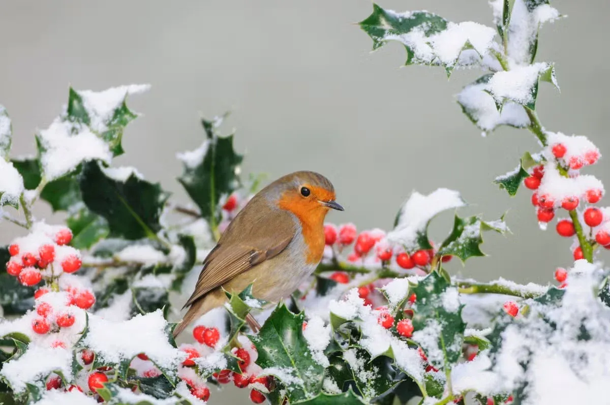 Robins can remain in some parts of the U.S. throughout the winter.