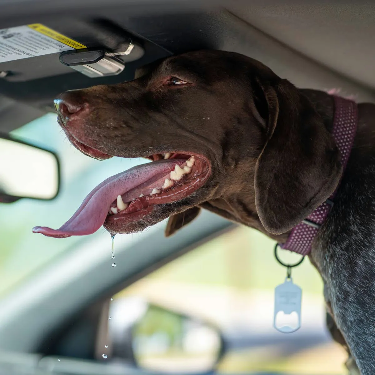 Five Big Canines That Keep Drool to a Minimum