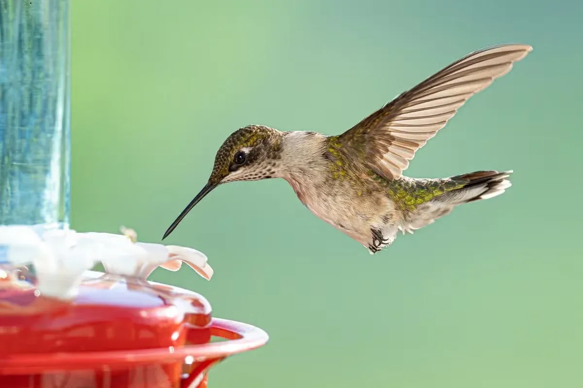If birds are ignoring your feeder, the problem may be the habitat around it.