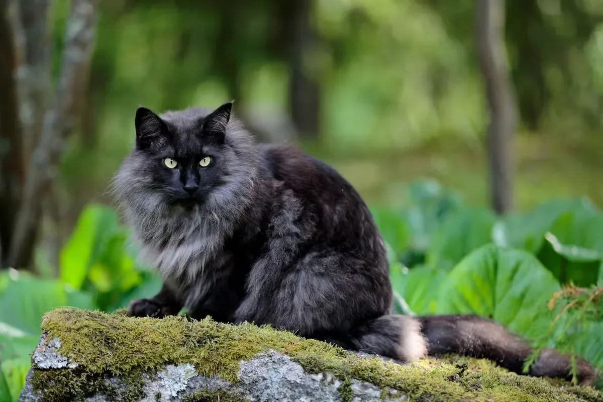 This long-haired cat breed is prized for their stunning coats.