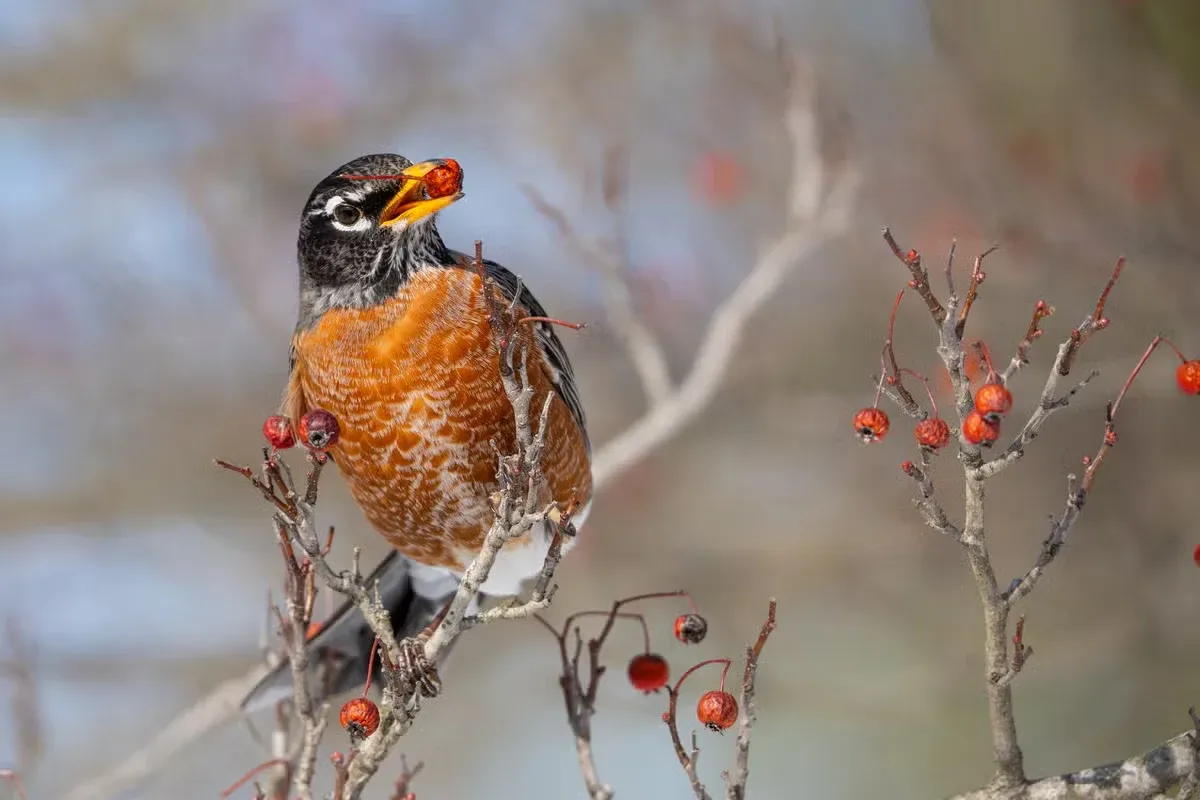 A robin visiting your home may be trying to tell you something.