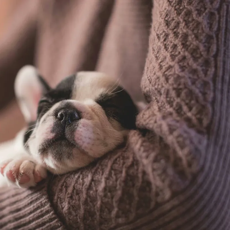 Ways to Persuade Your Parents to Say Yes to a Dog