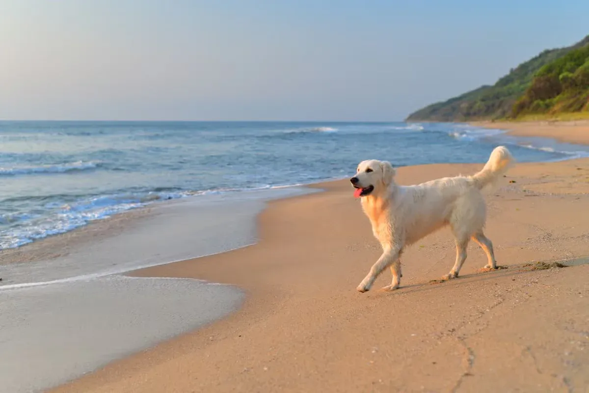 A natural swimmer, often happiest near water and wide-open spaces.
