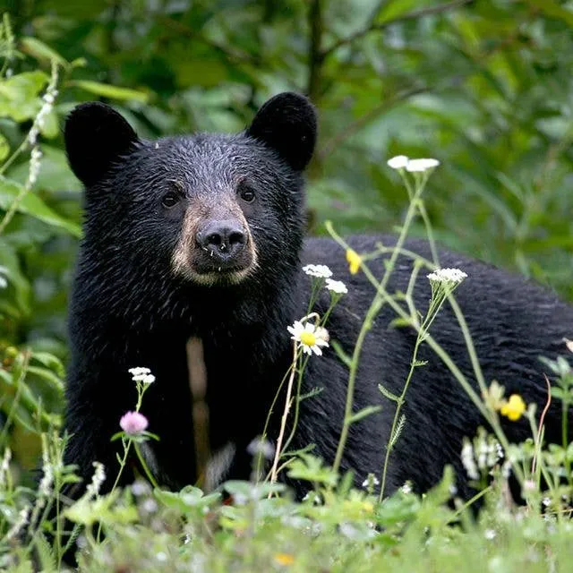 Living Alongside Black Bears: Understanding and Coexisting in Foothill Neighborhoods