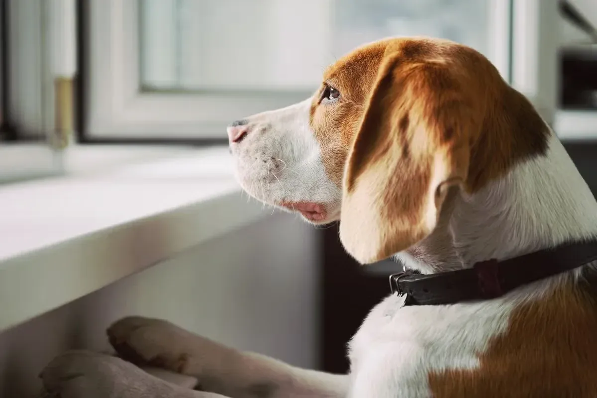 A worried dog waits at home while its owner is away.
