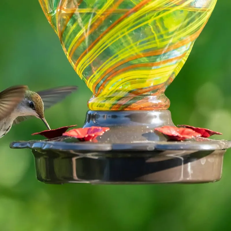 Hummingbird Feeders in Autumn: Timing Their Removal for Migration Season