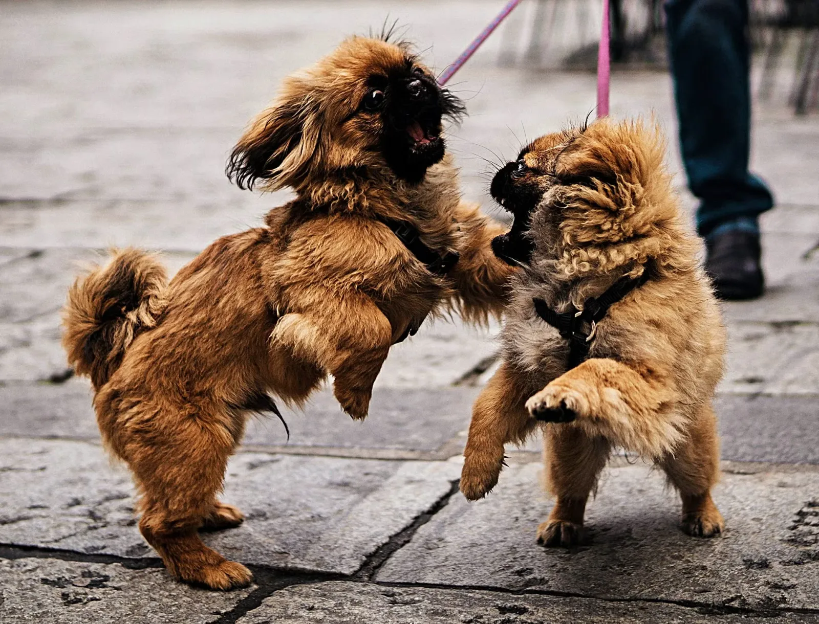 Two small dogs on leashes play-fighting