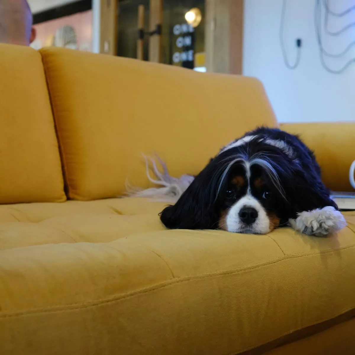 Teaching Your Dog to Stay Down: Effective Strategies for Furniture Boundaries