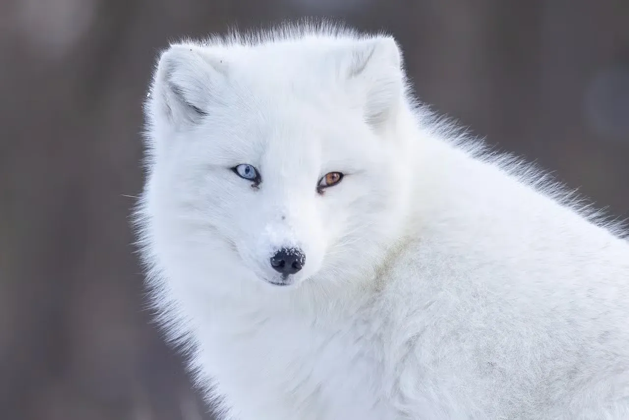 An Arctic fox with heterochromia.