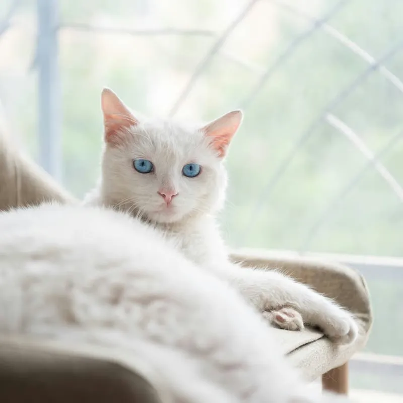 100 Creative Name Ideas for Your White Feline Friend