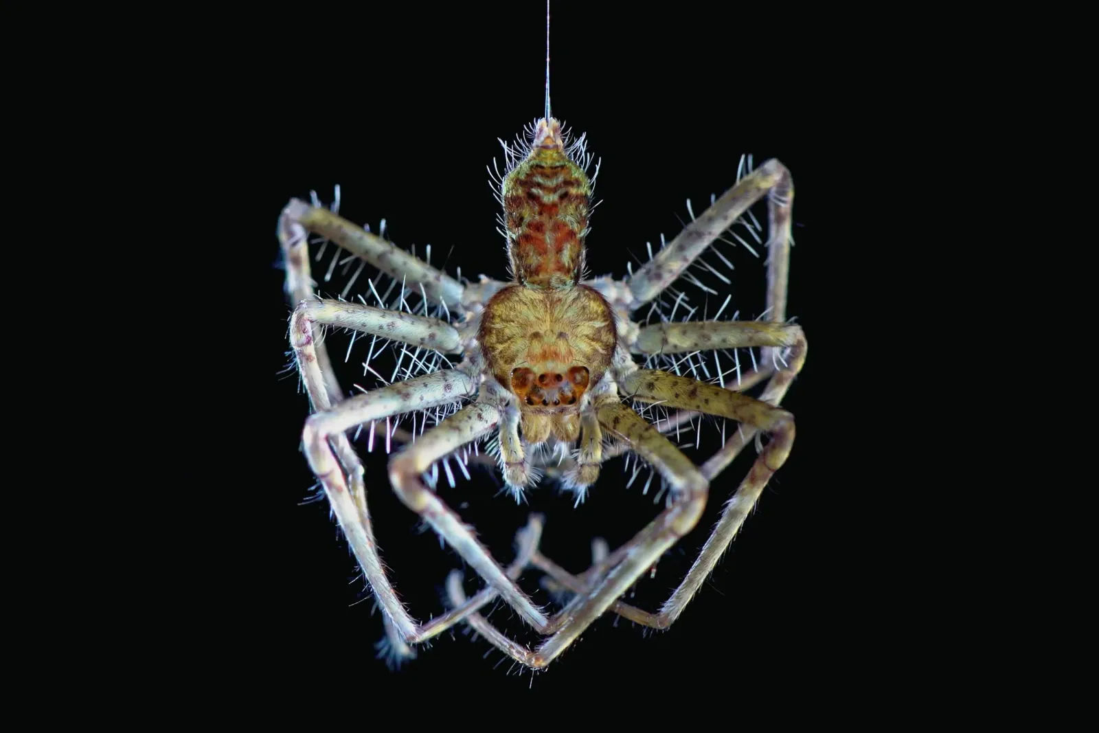 A creepy looking spider.