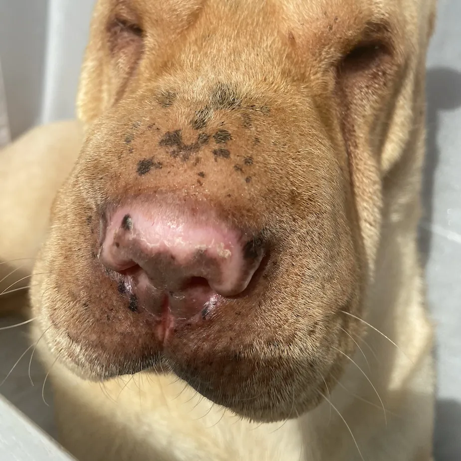Dog's Crusty, Pink Nose: Could It Be Discoid Lupus?
