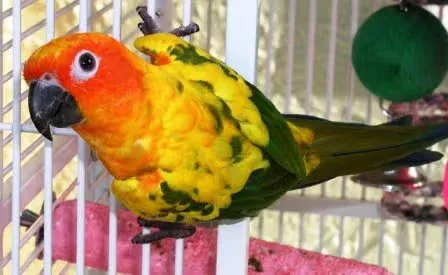 Colorful parrot in a cage
