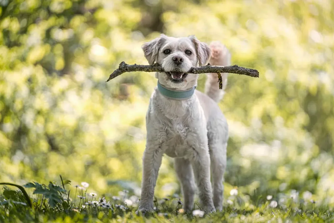A country dog carrying a stick on a walk.