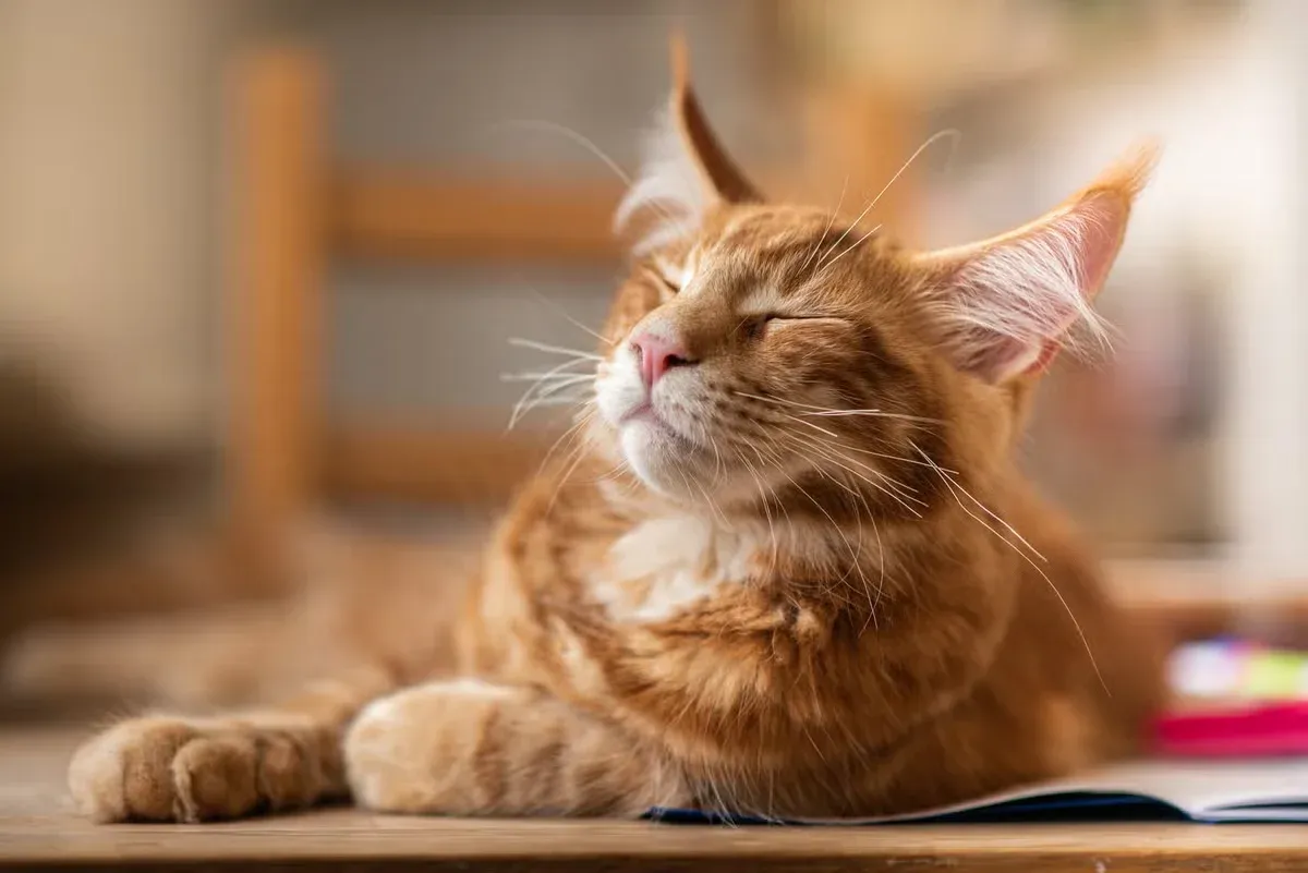 Ragdoll-like cat breeds make amazing companions.