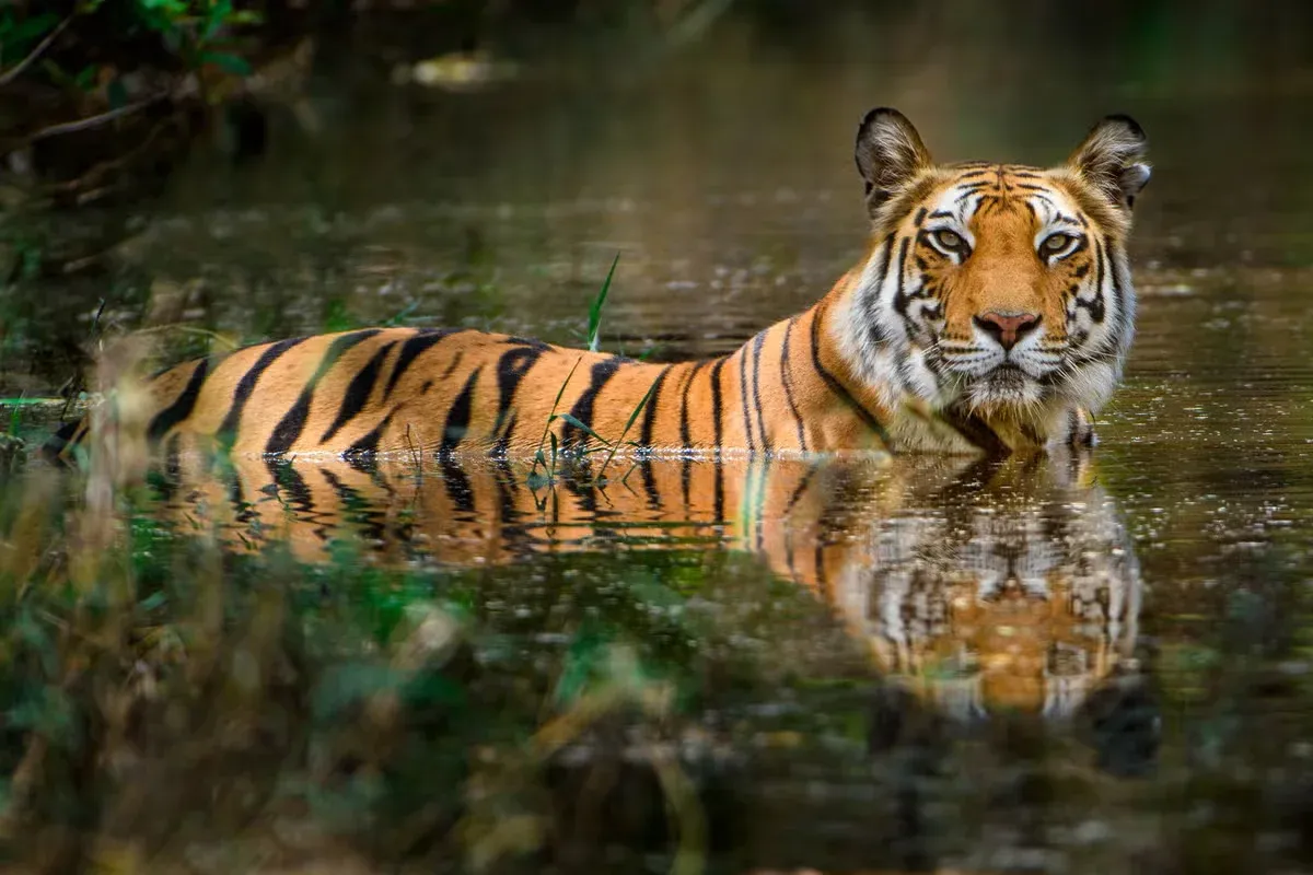 A tiger standing in the water.
