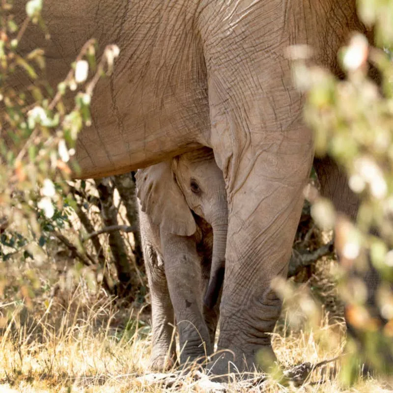 Tula the Baby Elephant Reacts with Caution When a Relative Approaches