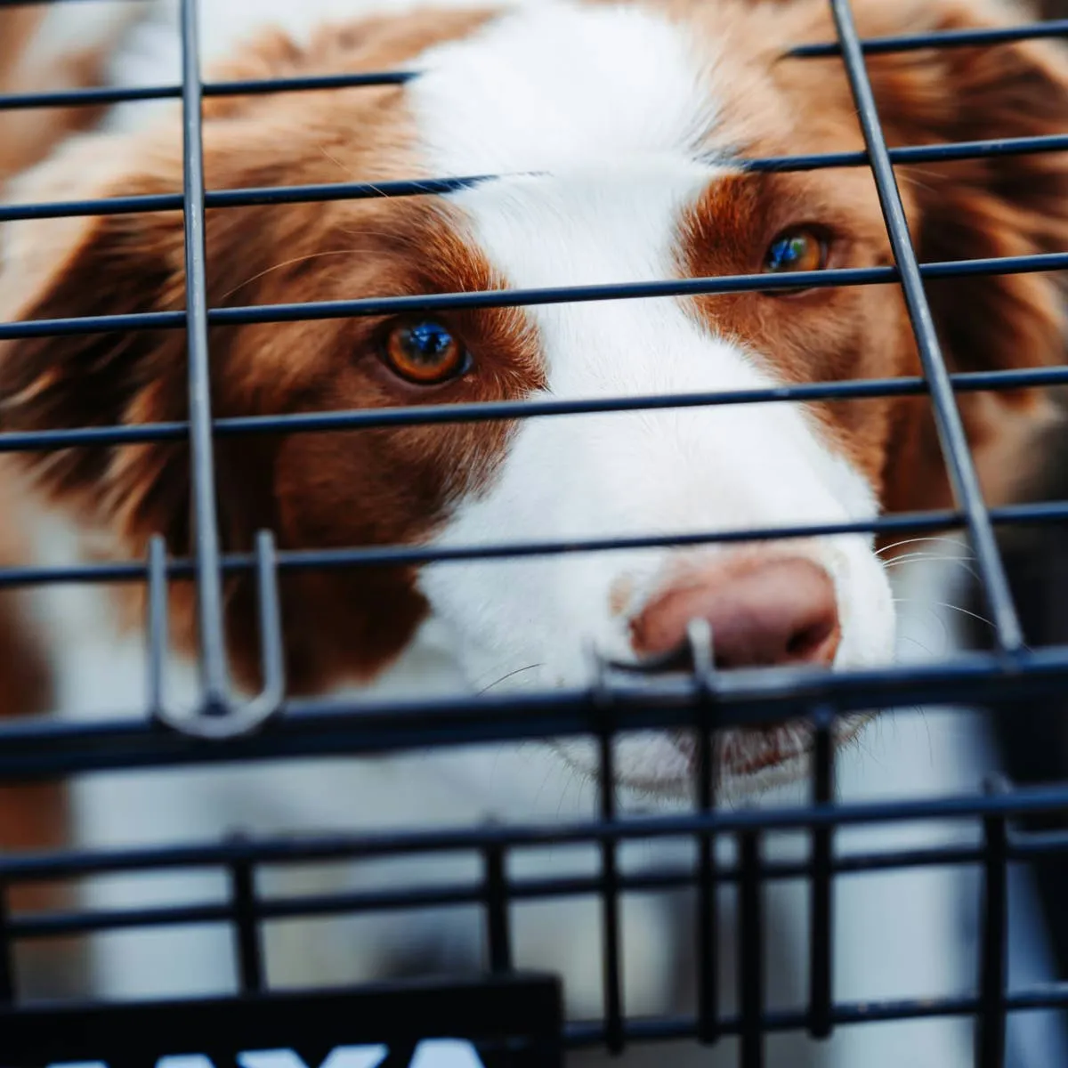 Rethinking Puppy Raising: Life Beyond the Crate