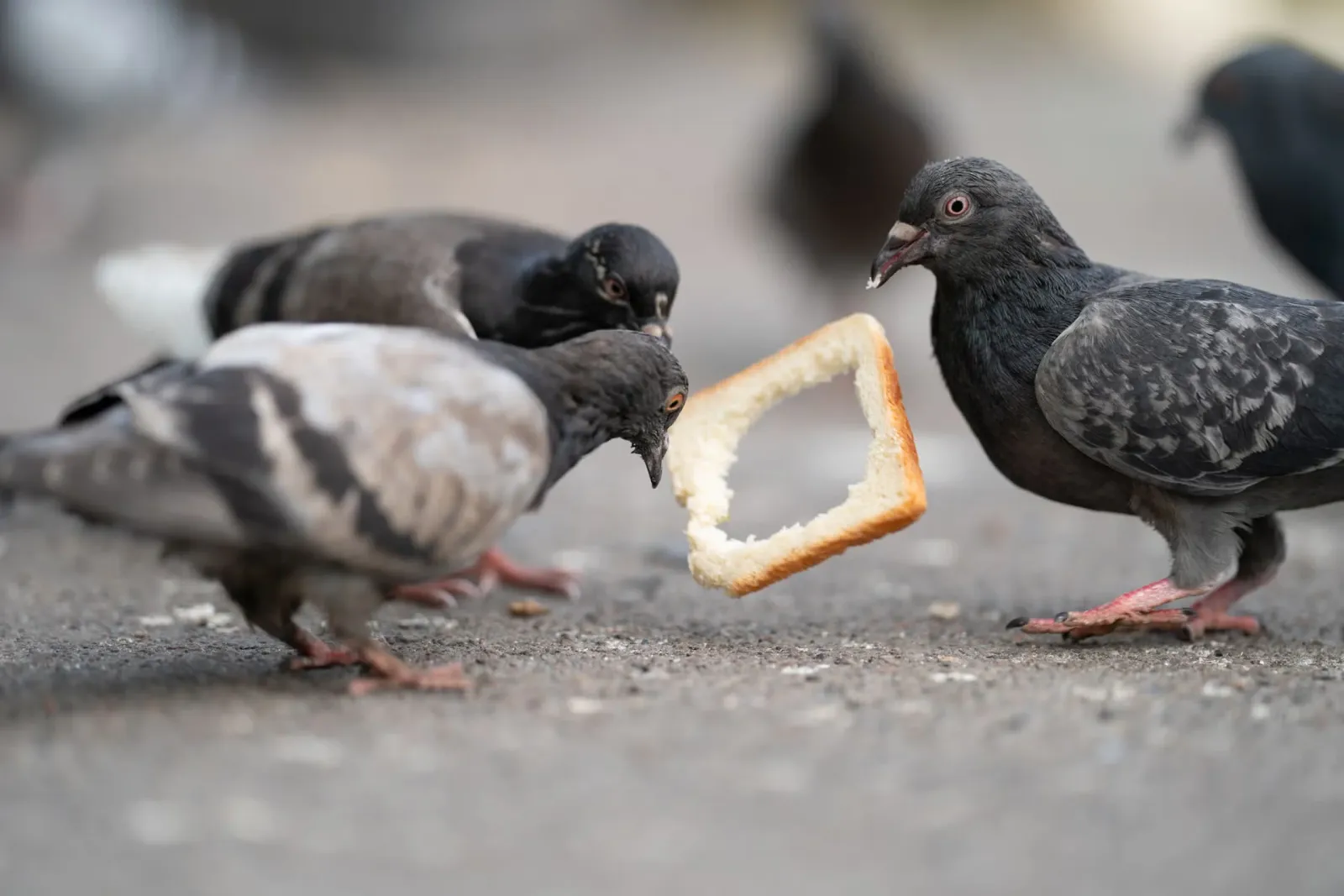 A close-up shot of several pigeons pecking at pieces of bread.