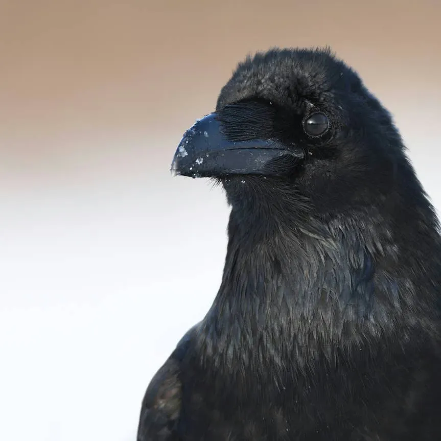 Raven Friendships: What Science Says About Their Face Recognition and Trust