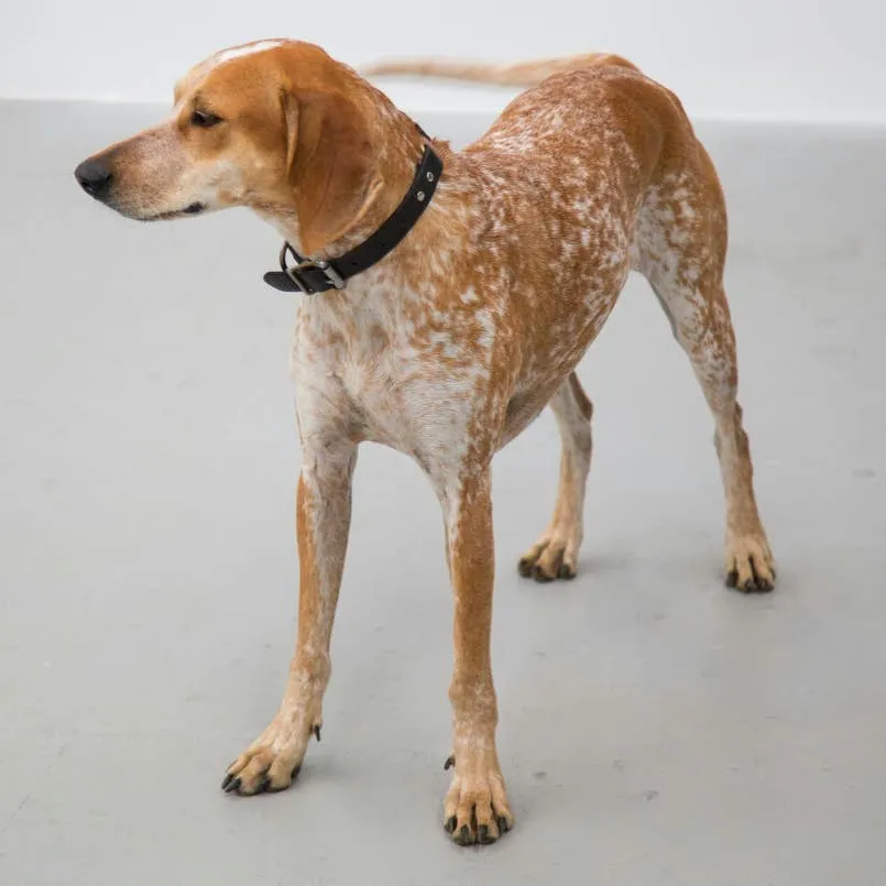 Inside the American English Coonhound: A Full Breed Profile