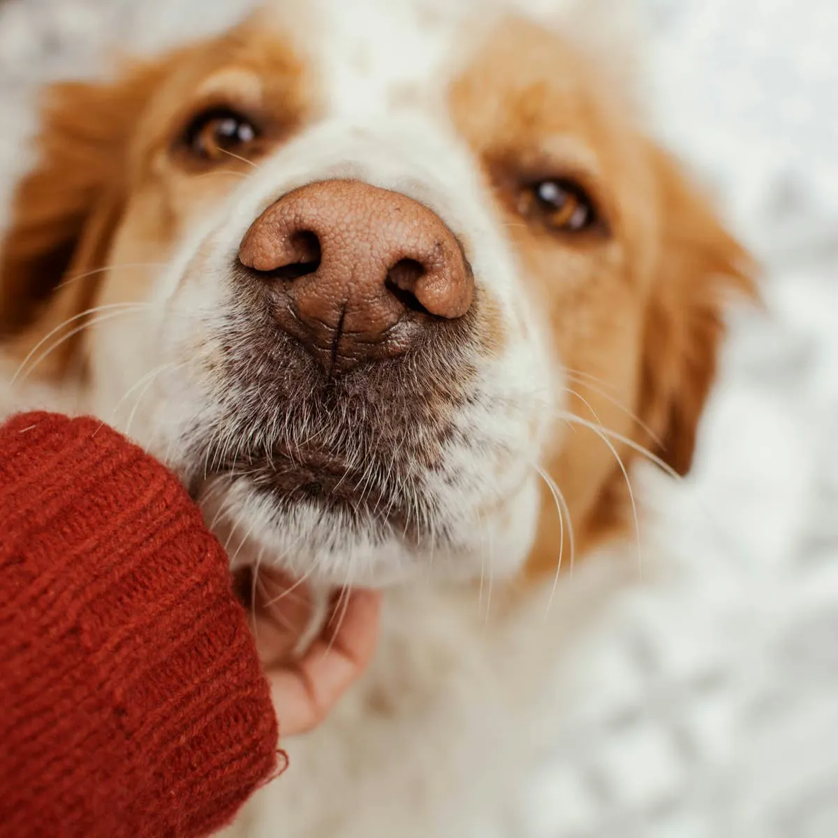How an Injured Stray Finally Let His Guard Down After a Clever Neighborhood Trick