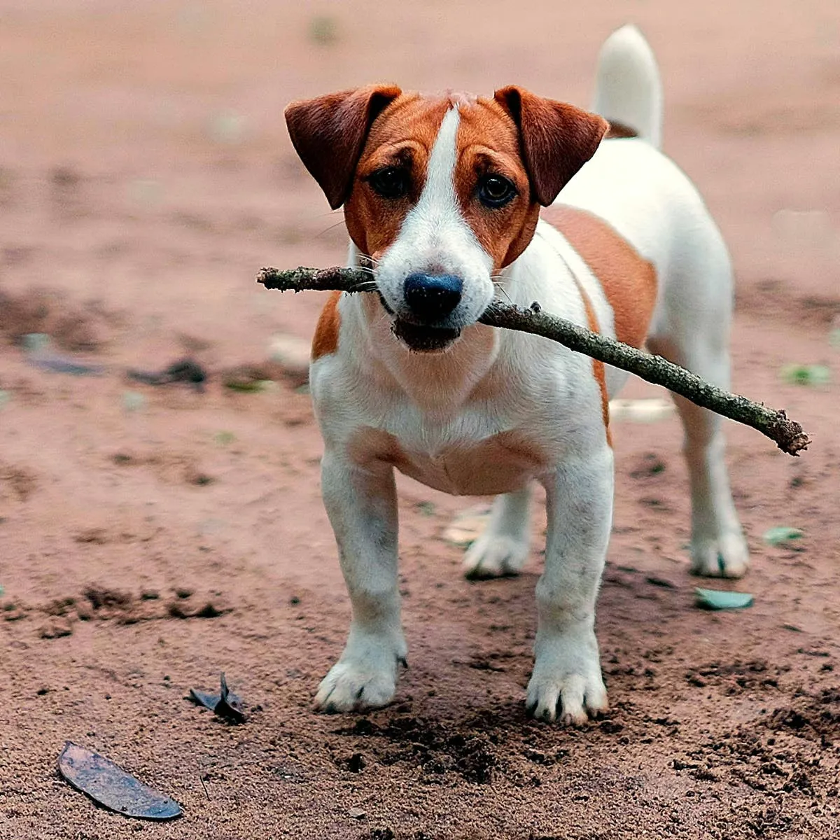 Jack Russell Terriers: 7 Problem Behaviors and How to Address Them
