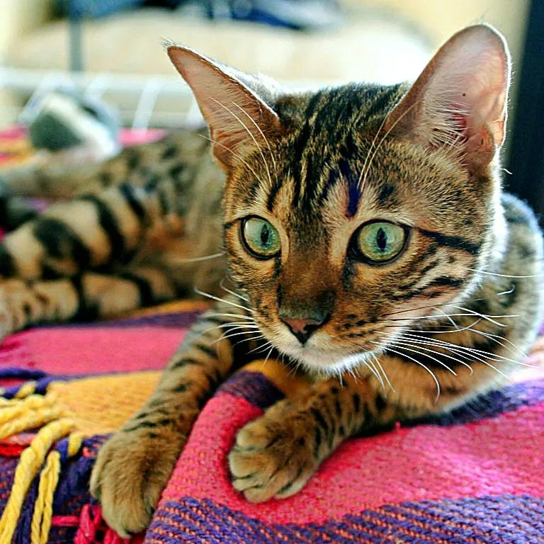 Bengal Cats: A Comprehensive Guide to Their Traits and Care