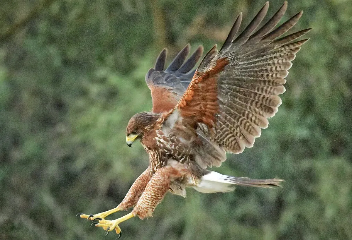 A hawk sighting is interpreted by some as a meaningful encounter connected to symbolism.