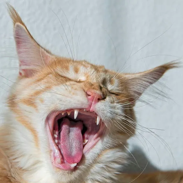 Feline Oral Microbiome Testing: A Practical Guide for Cat Owners