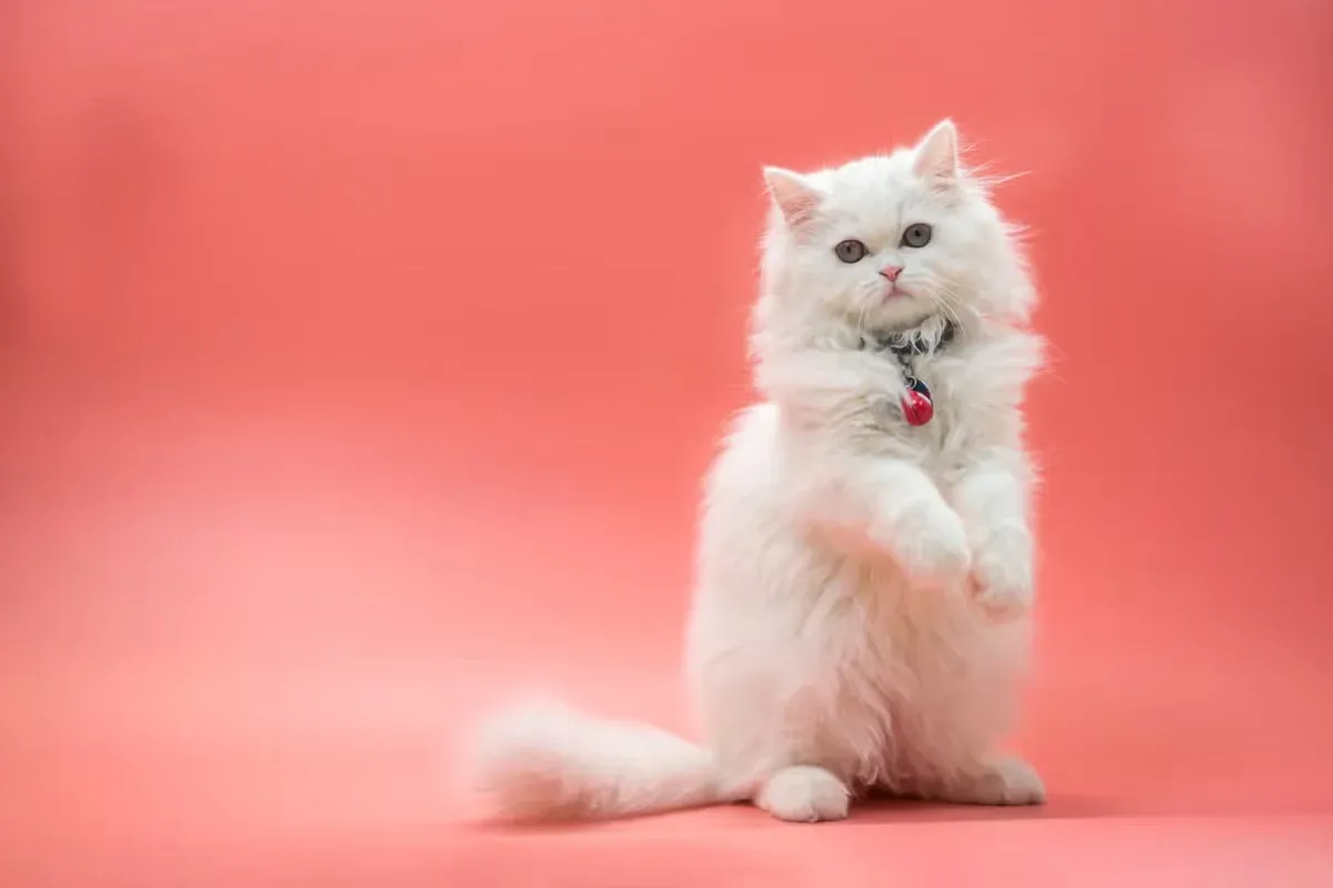 A fluffy white Persian kitten on a pink background.
